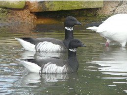 Pacific Brent Geese